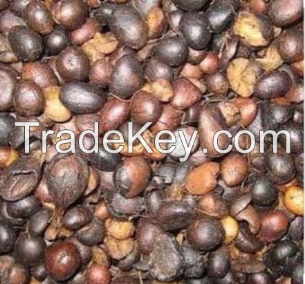 Palm kernel