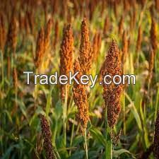 Sorghum - White and Yellow