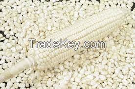 White Maize