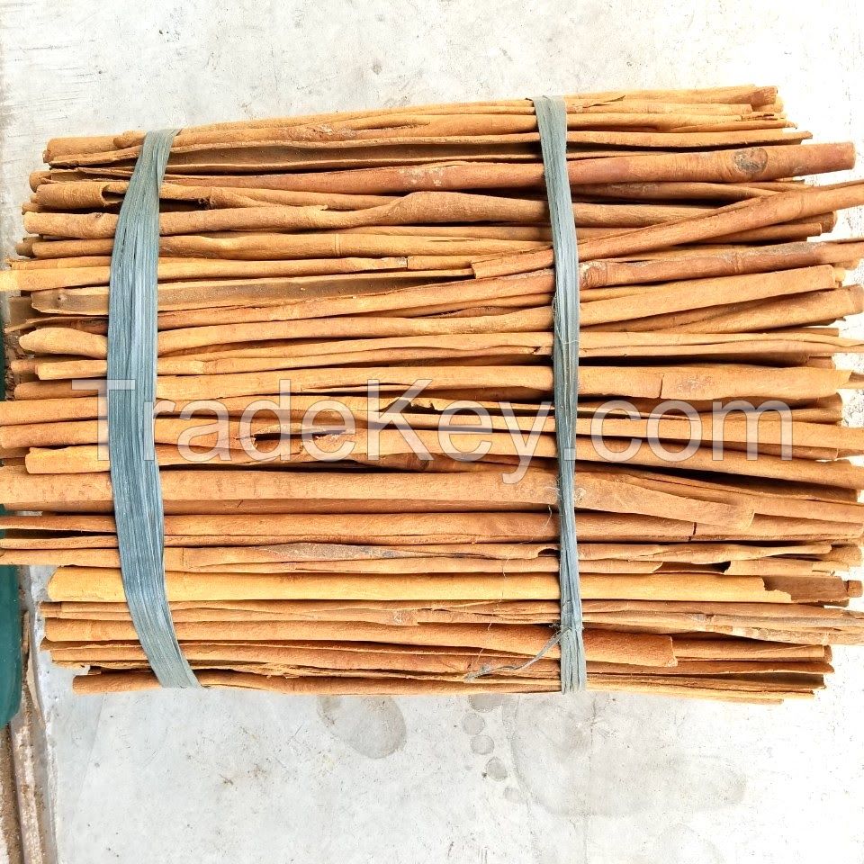 LONG STICK CASSIA