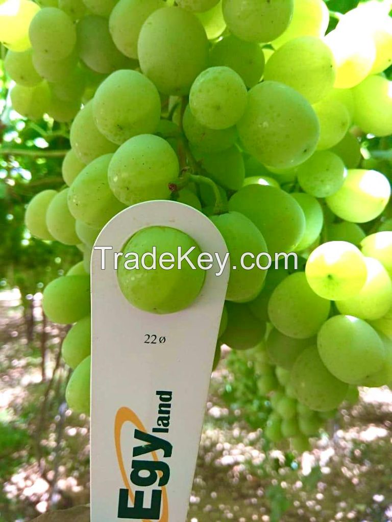 fresh fruits and vegetables 