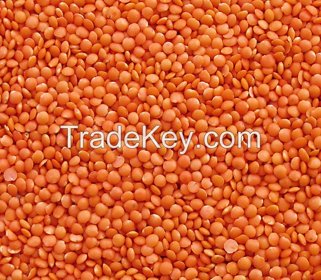 Red Lentils