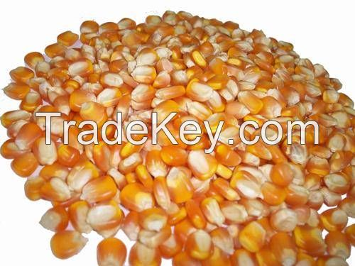 Yellow Corn