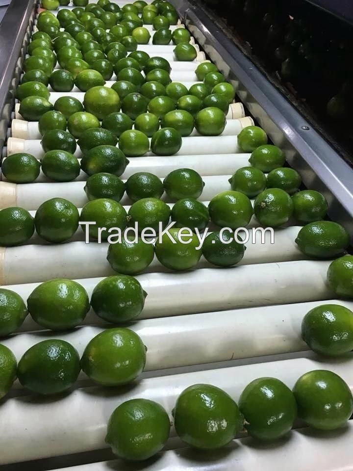 Hot Sale Cheap Price Fresh Seedless Lime Vietnam