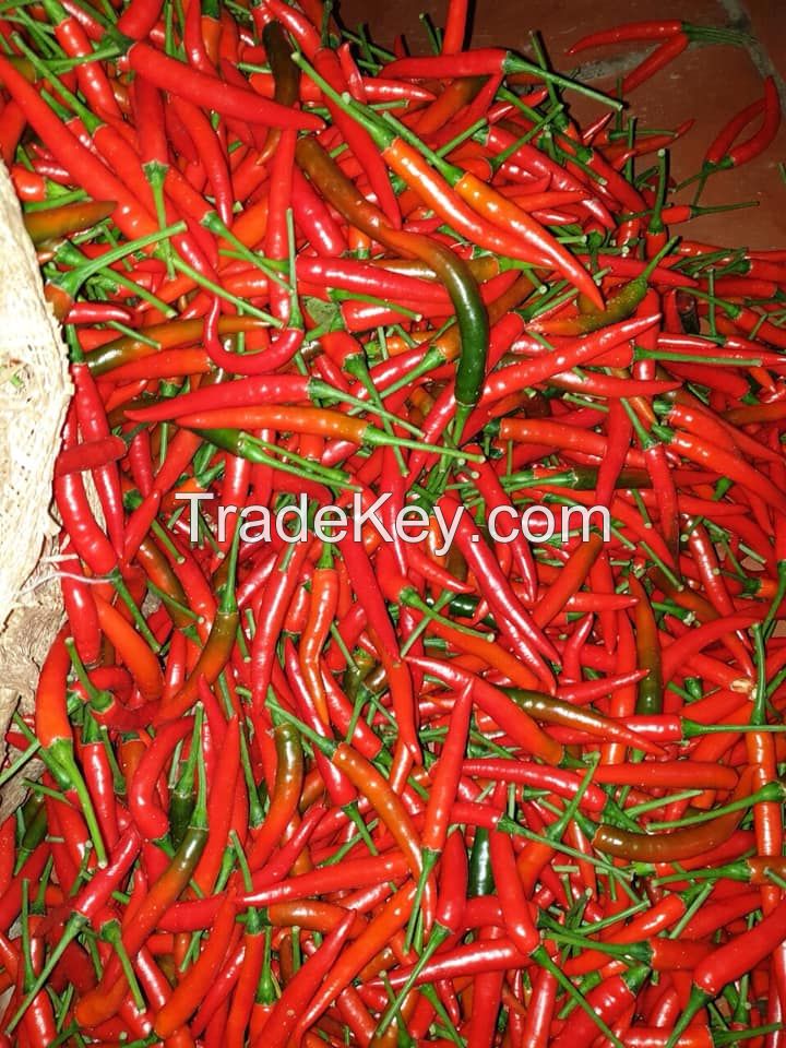 Hot Sales High quality Fresh Chilli Vietnam