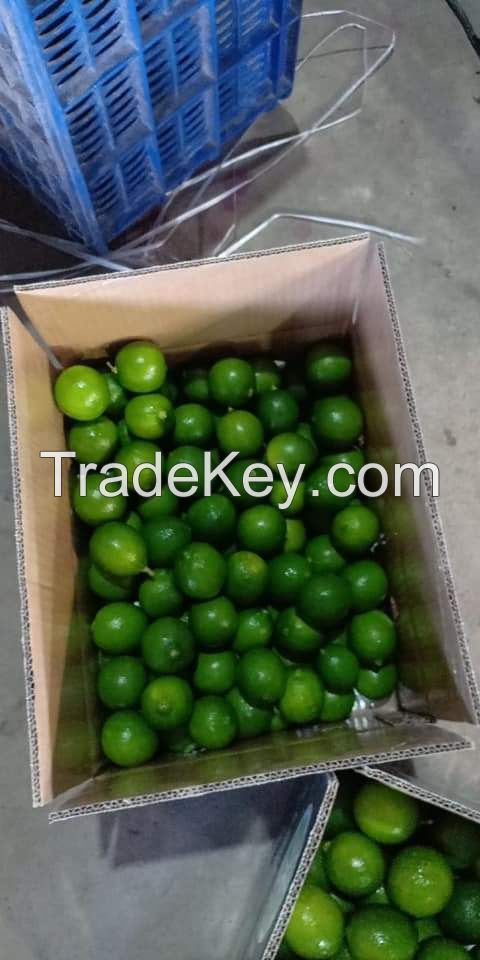 Hot Sale Cheap Price Fresh Seedless Lime Vietnam