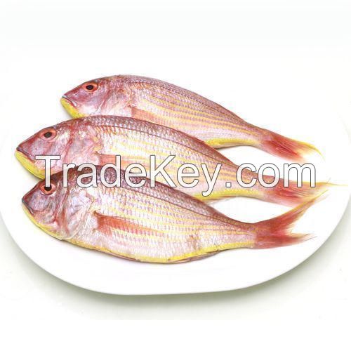 FROZEN FGOLDEN THREADFIN BREAM