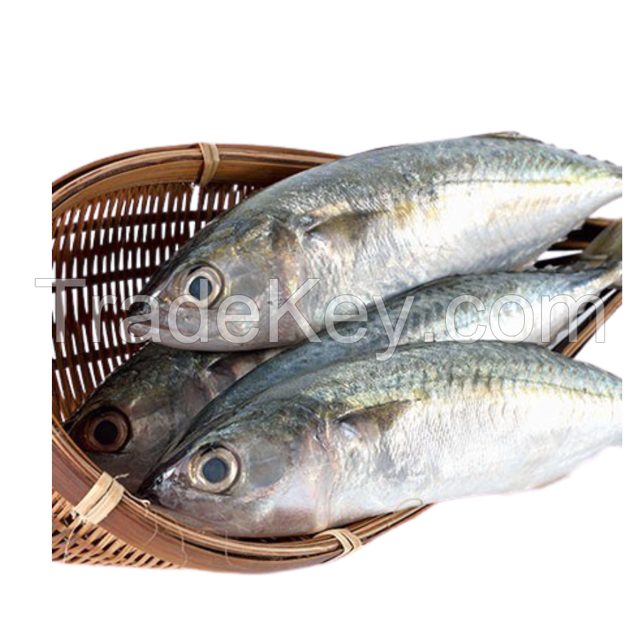 FROZEN INDIAN MACKEREL