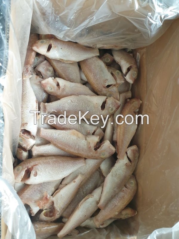 FROZEN FGOLDEN THREADFIN BREAM