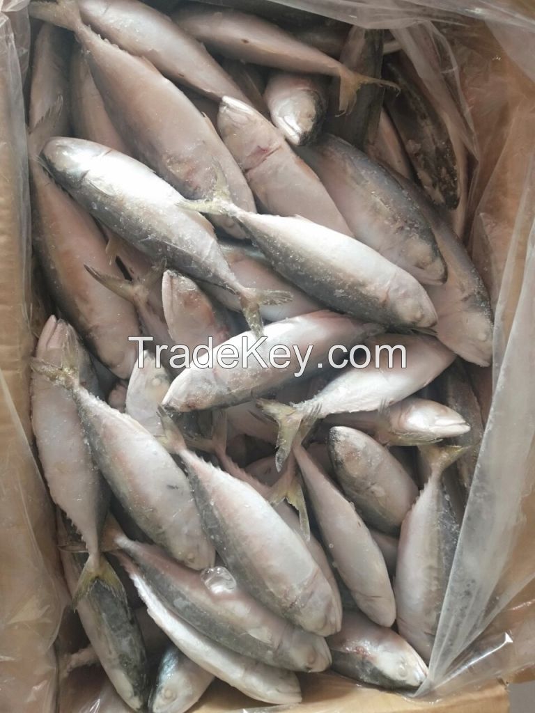 FROZEN INDIAN MACKEREL