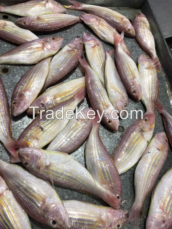 FROZEN FGOLDEN THREADFIN BREAM