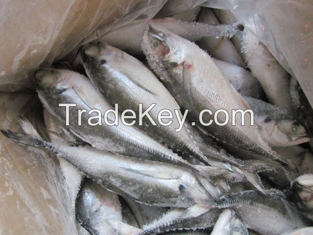 FROZEN INDIAN MACKEREL