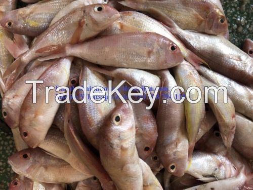 FROZEN FGOLDEN THREADFIN BREAM