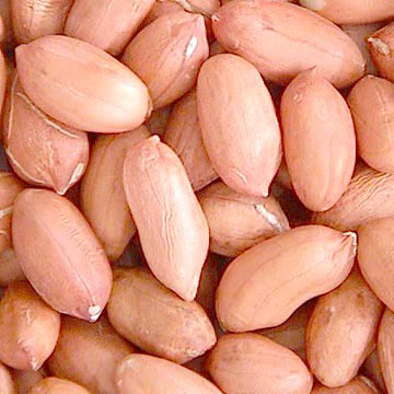 Long Shape Peanut Kernels(Viginia)