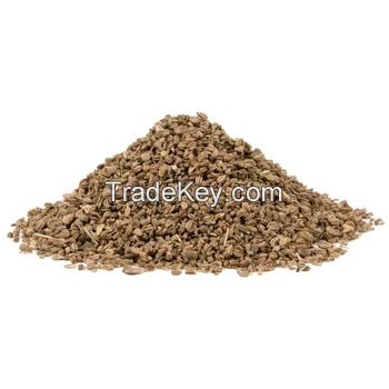 Celery seeds For Good Price 