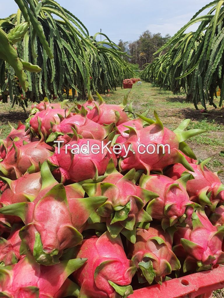 VIETNAM'S DRAGON FRUIT