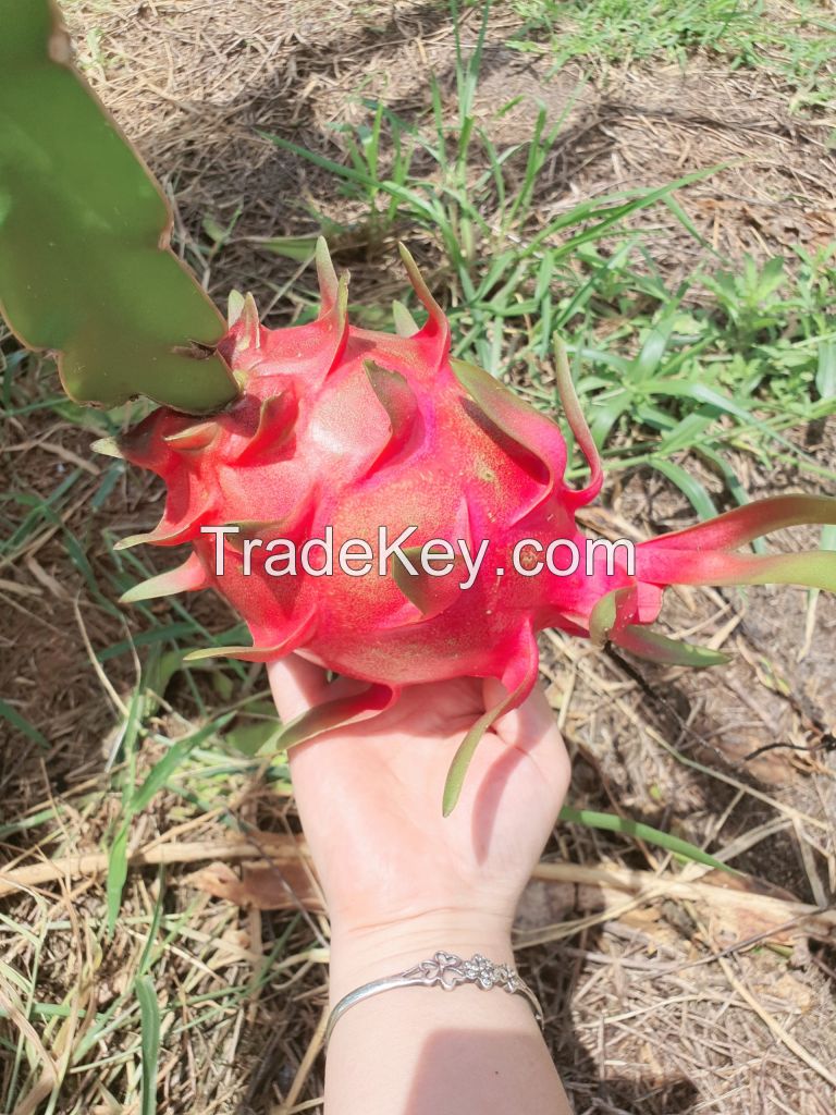 Fresh dragon fruit