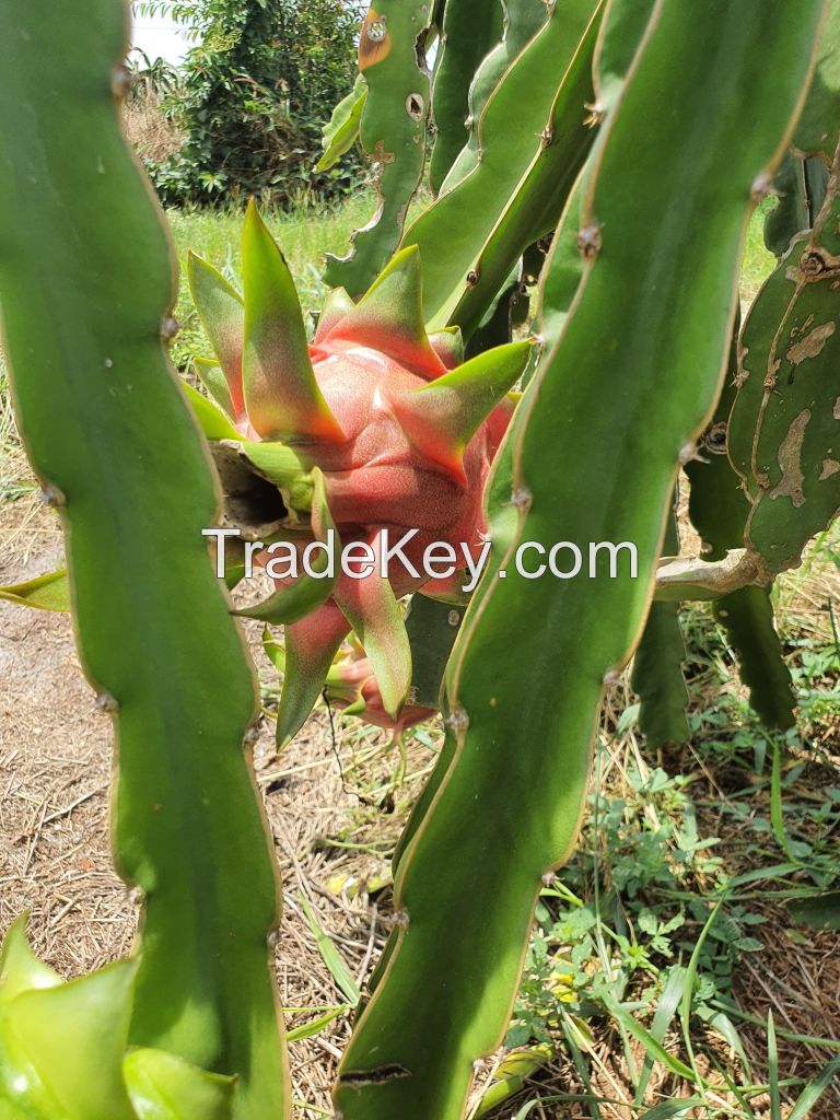 VIETNAM&#039;S DRAGON FRUIT