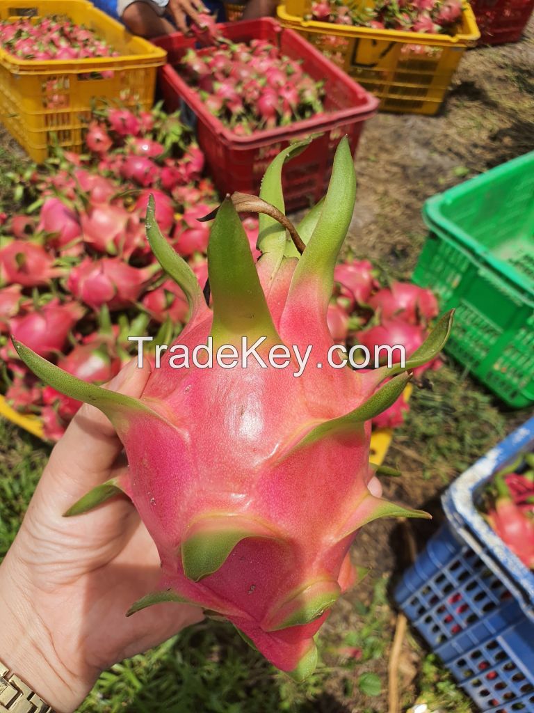 Fresh dragon fruit