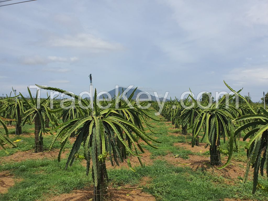 VIETNAM'S DRAGON FRUIT