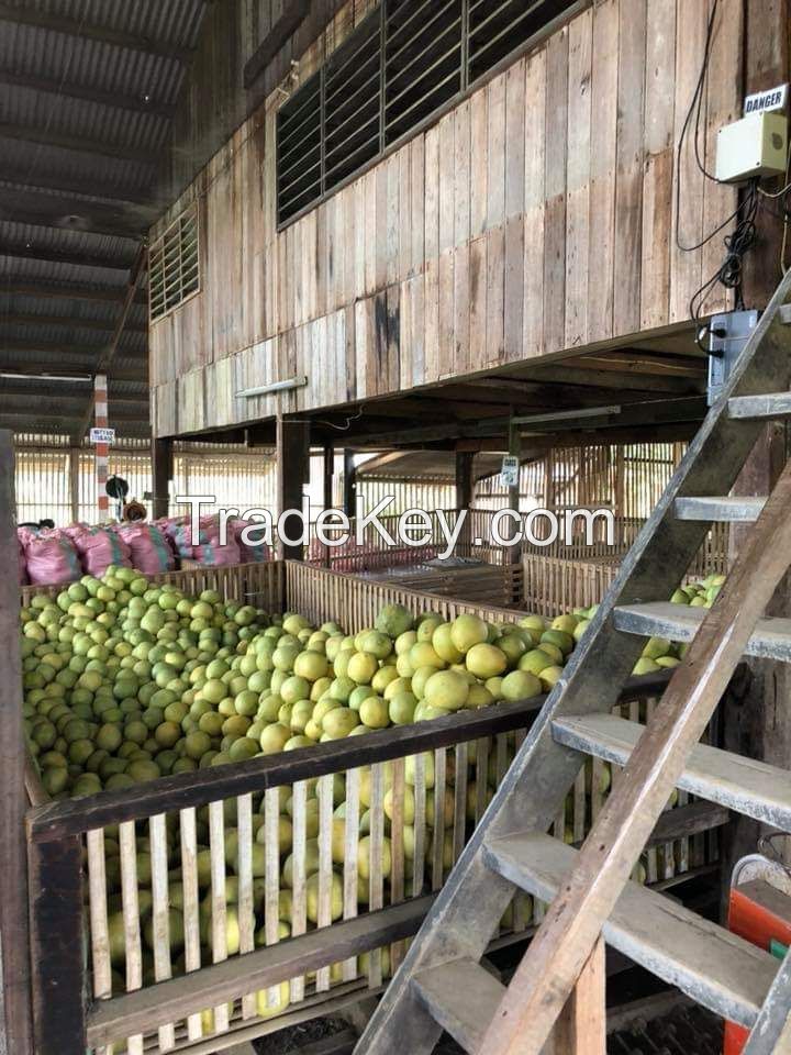 Davao Pomelo Philippines