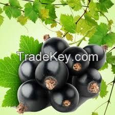  Natural Blackcurrant Nectar 25% fruit part, without preservatives