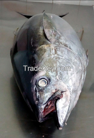 Yellow Fin Tuna Fish