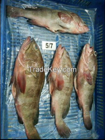 FROZEN High Quality Reef Cod Fish