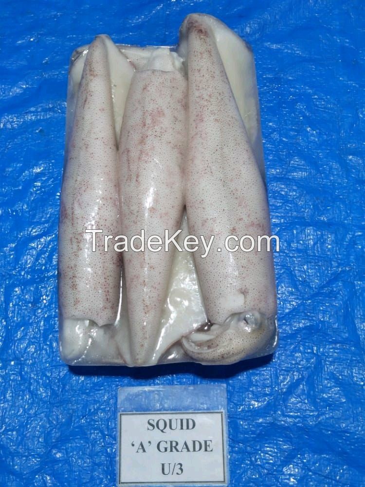 FROZEN High Quality loligo  squid