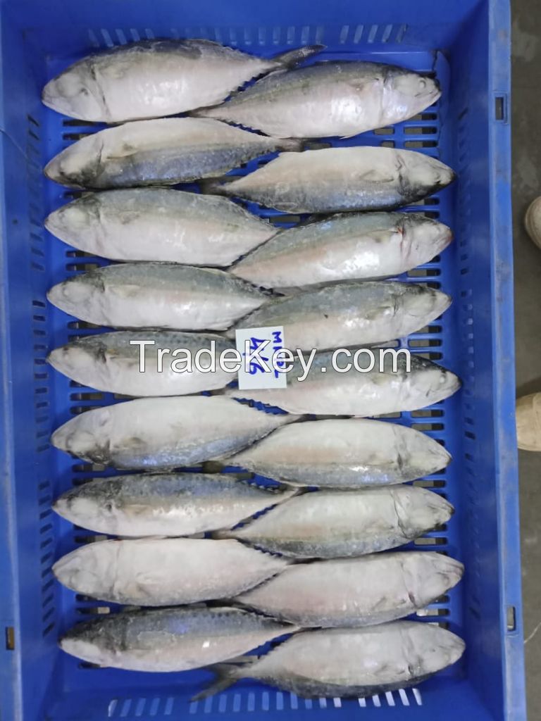 Indian Mackerel