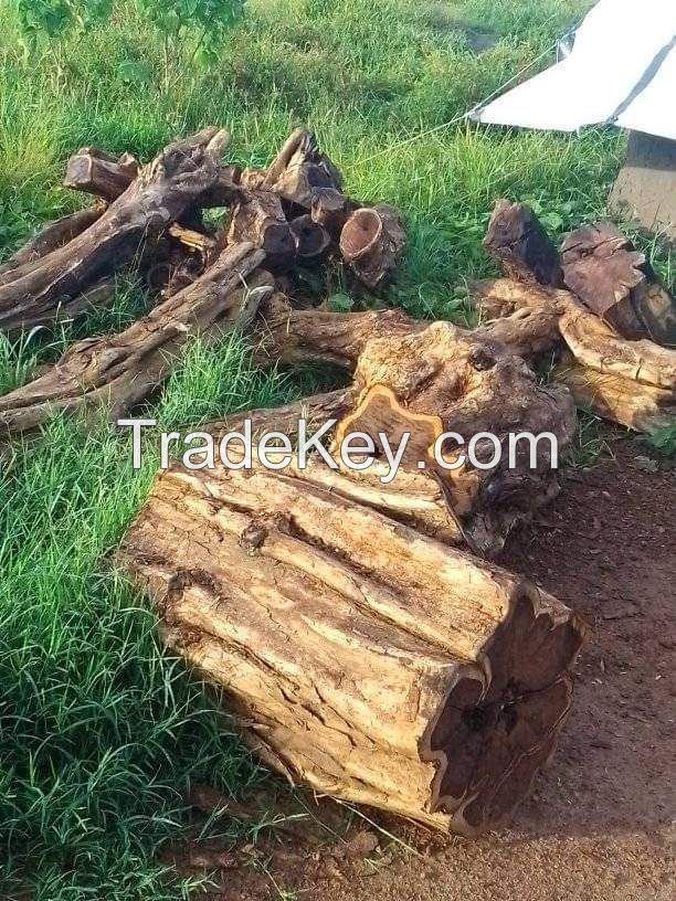 African Blackwood Ebony Dalbergia Mpingo