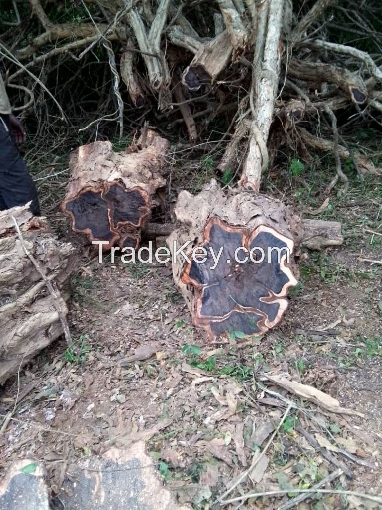 African Blackwood Ebony Dalbergia Mpingo