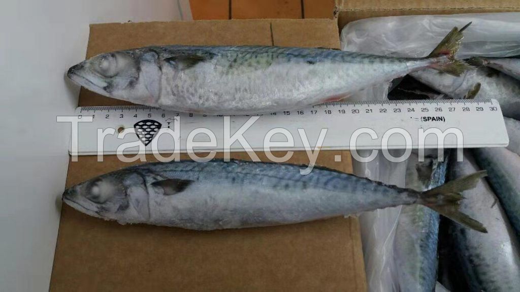 Frozen horse mackerel fish