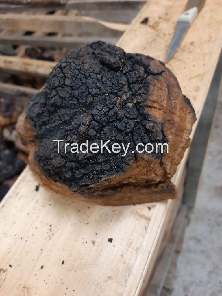 Chaga