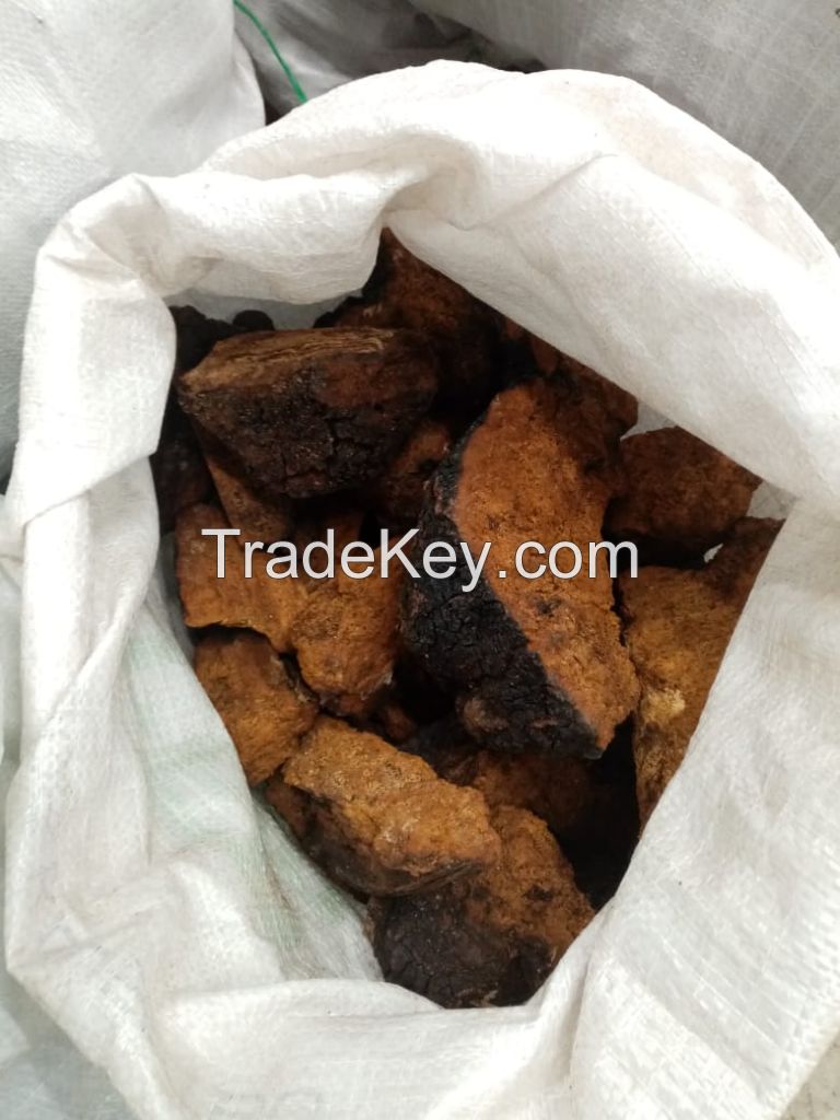 Chaga