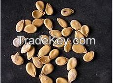 Melon Seeds.