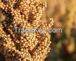 Sorghum