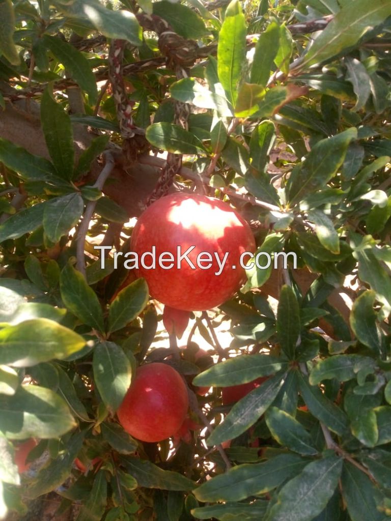 Fresh Pomegranates