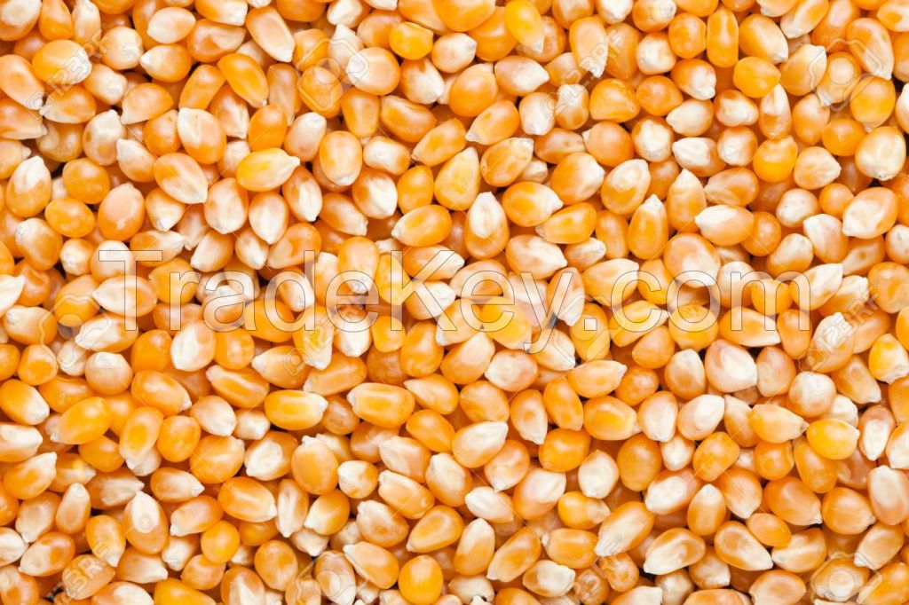 Popcorn Kernels / Popcorn Grains  