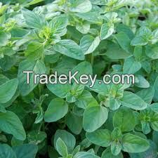 best quality oregano powder