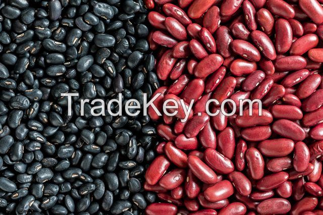 Organic Dark Red kidney bean