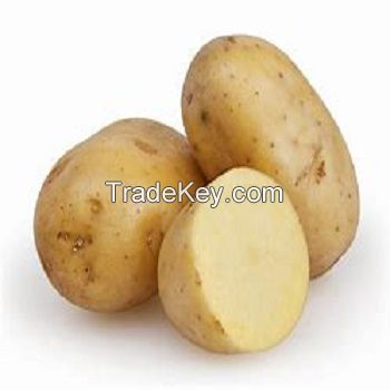 Freshly Harvested Potato / Holland Fresh Potato Seed/Seeds  
