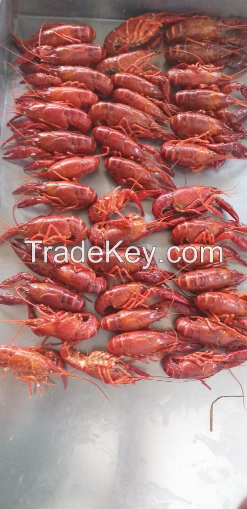 Crawfish
