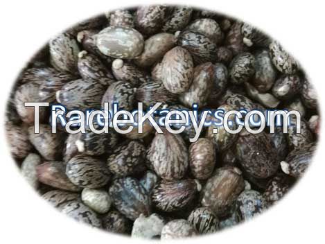 Ricinus Communis Seeds