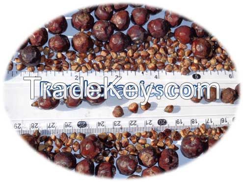 Juniperus Communis Seeds