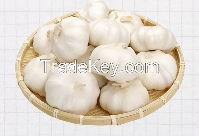 Fresh Garlic for sale