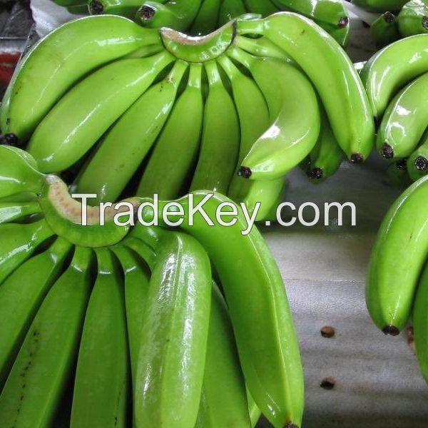 Fresh Carvendish banana for sale