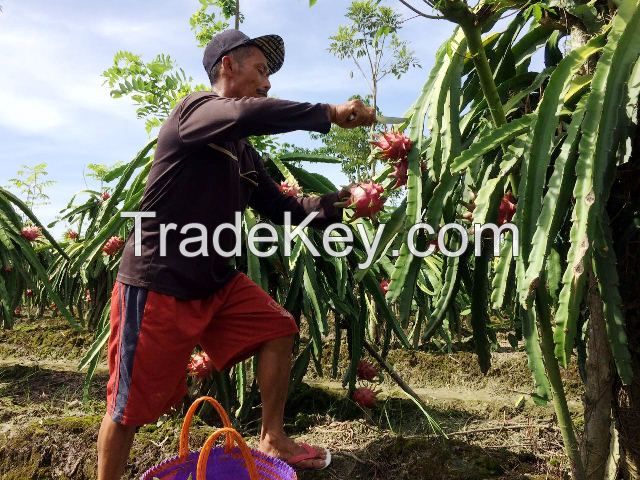 Fresh High Quality Dragon Fruit / Pitaya / Pitahaya from Indonesia