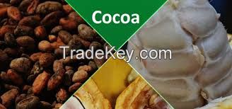 Cocoa Beans