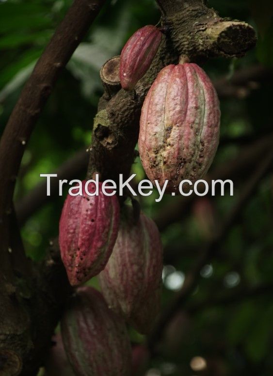 Cocoa Beans